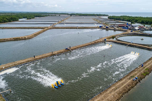 IoT untuk Tambak Udang: Memantau Kualitas Air dengan Teknologi